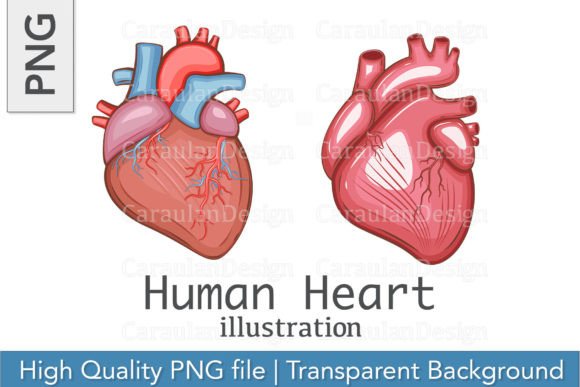 Download Human Heart Illustration, Heart PNG - Illustration Collection