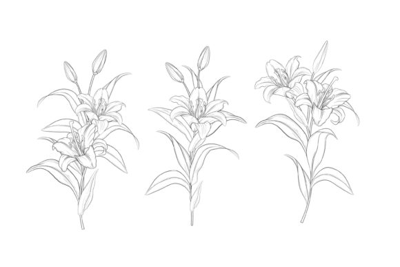 Download Hand Drawn Floral Illustrations Graphic - Illustration Collection